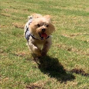 Meet your Posher, Noe